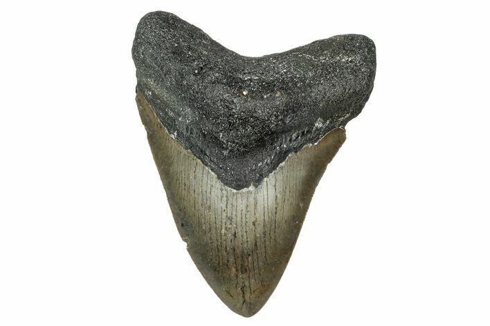 Serrated, Fossil Megalodon Tooth - North Carolina #340865